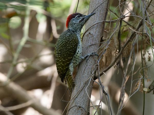 <h3><a href="/trips/gambia/biota/animalia/chordata/aves/039 piciformes/009 picidae/campethera abingoni/campethera abingoni-nl.html">Campethera&nbsp;abingoni</a> / Golden‑tailed&nbsp;woodpecker / Goudstaartspecht</h3>OM-1 Mark II met OLYMPUS M.150-400mm F4.5, 1/800 sec  bij F8.0, ISO 10000, afstand 9.58&nbsp;m